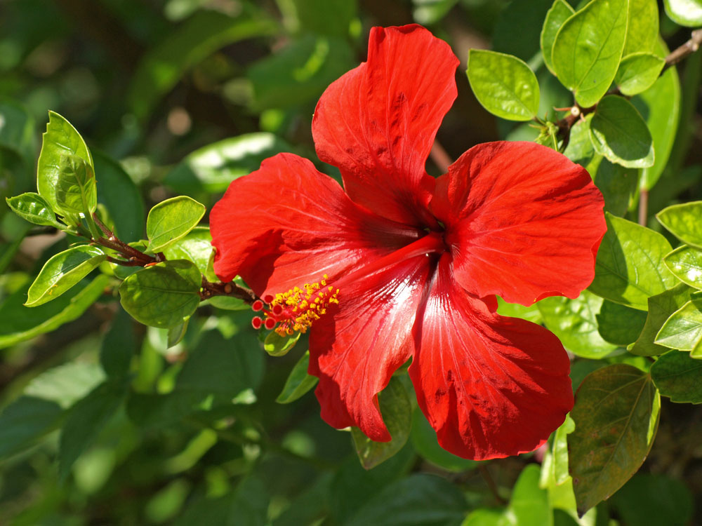 red hibiscus